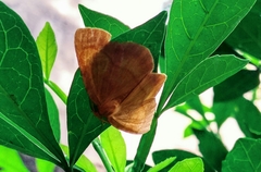Watsonalla cultraria