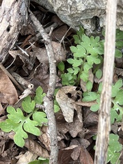 Nemophila phacelioides
