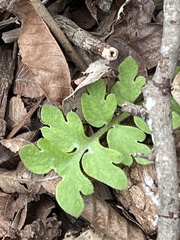 Nemophila phacelioides