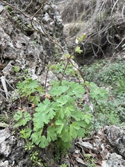 Aquilegia canadensis