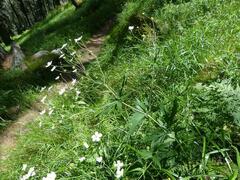 Ranunculus platanifolius