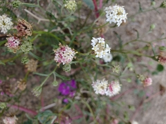 Chaenactis stevioides