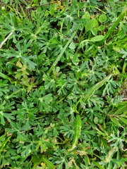 Callirhoe involucrata