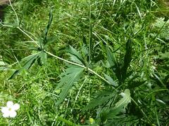 Ranunculus platanifolius