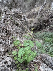 Aquilegia canadensis