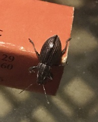 Naupactus tremolerasi