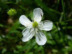 Ranunculus platanifolius