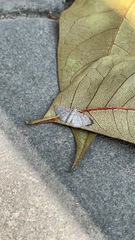 Poecilasthena pulchraria
