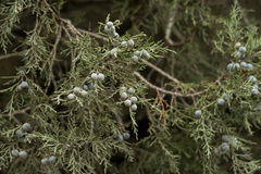 Juniperus