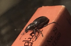 Naupactus tremolerasi