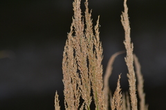 Calamagrostis inexpansa