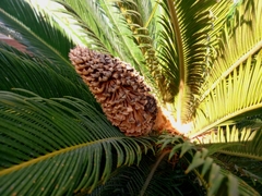 Cycas revoluta