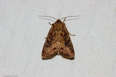 Ichneutica morosa
