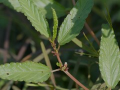 Corchorus fascicularis