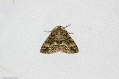 Pseudocoremia lactiflua