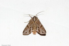 Ichneutica ustistriga