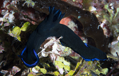 Tambja morosa
