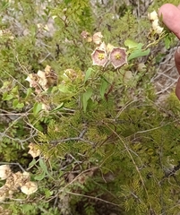Philibertia gilliesii