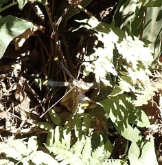 Mecistogaster ornata