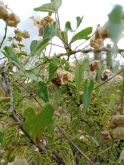 Philibertia gilliesii