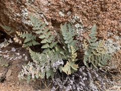 Myriopteris lindheimeri