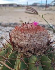 Melocactus curvispinus