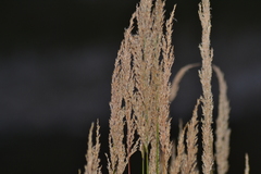 Calamagrostis inexpansa