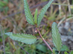Corchorus fascicularis