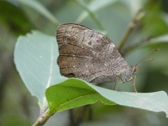 Heteronympha mirifica