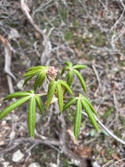 Aesculus pavia
