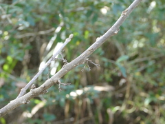 Callicarpa americana