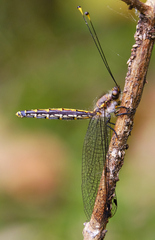 Suhpalacsa subtrahens