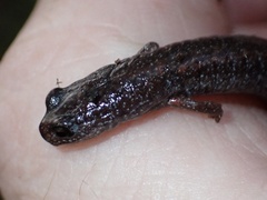 Batrachoseps major major