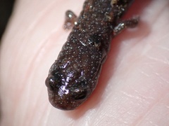 Batrachoseps major major