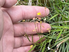 Utricularia bifida