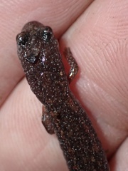 Batrachoseps major major