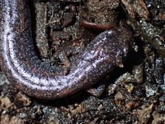 Batrachoseps major major