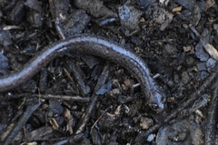 Batrachoseps major major