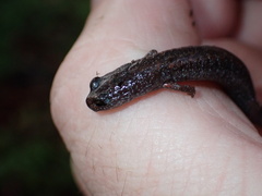 Batrachoseps major major