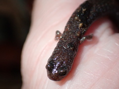 Batrachoseps major major