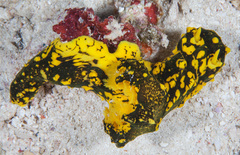 Notodoris gardineri