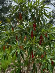 Escallonia pendula
