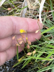 Utricularia bifida