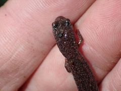 Batrachoseps major major