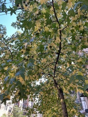 Liquidambar styraciflua