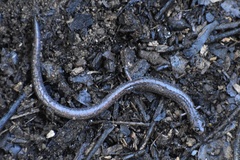 Batrachoseps major major