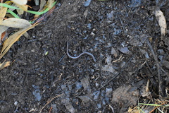 Batrachoseps major major