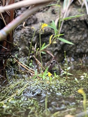 Utricularia bifida