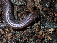 Batrachoseps major major