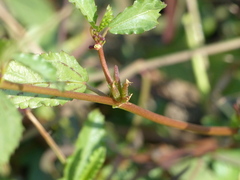 Corchorus fascicularis
